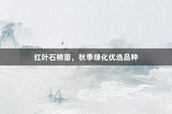 红叶石楠苗，秋季绿化优选品种