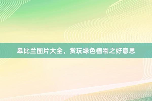 皋比兰图片大全，赏玩绿色植物之好意思
