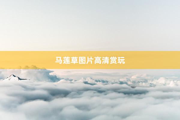 马莲草图片高清赏玩